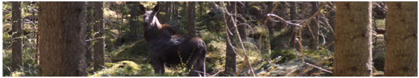 älg