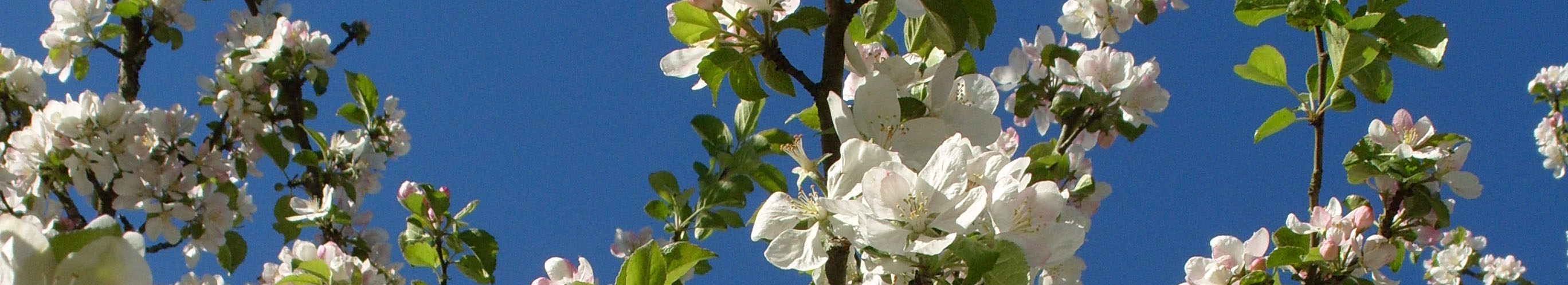 appelblom