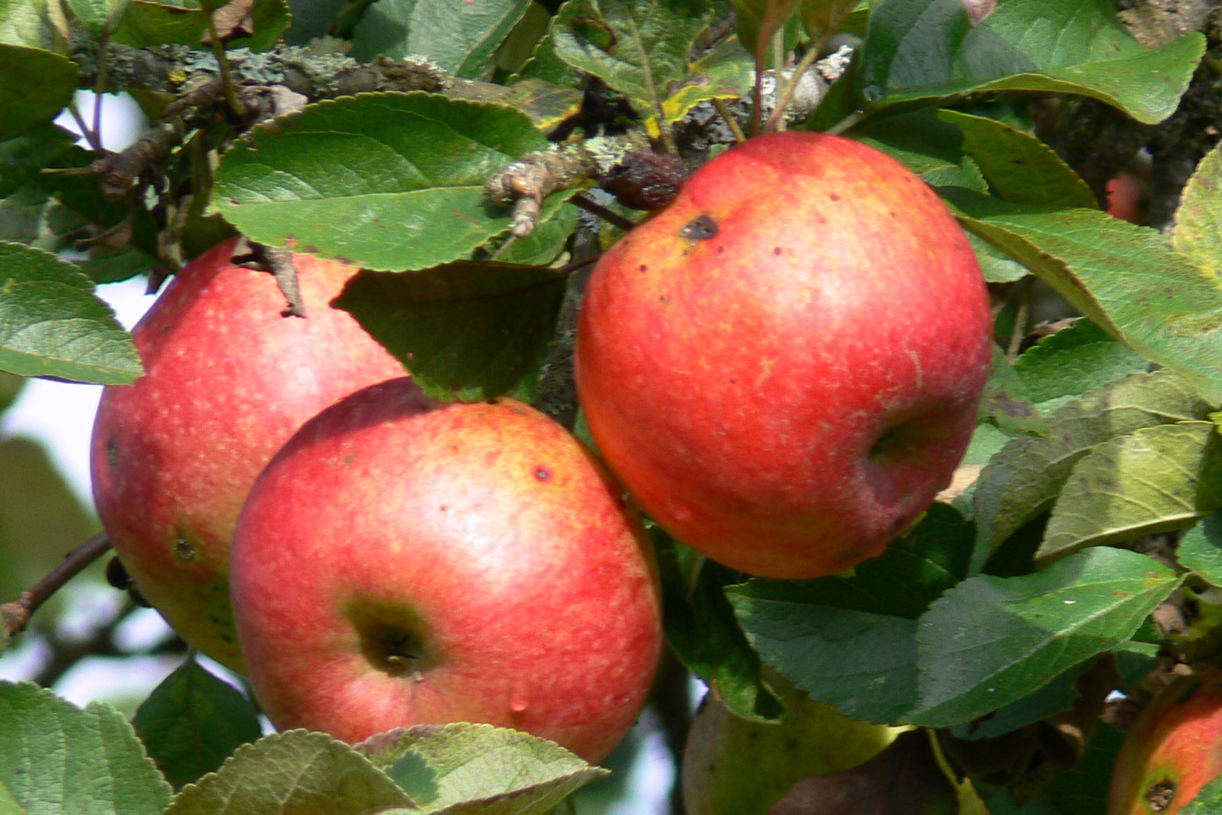 applen