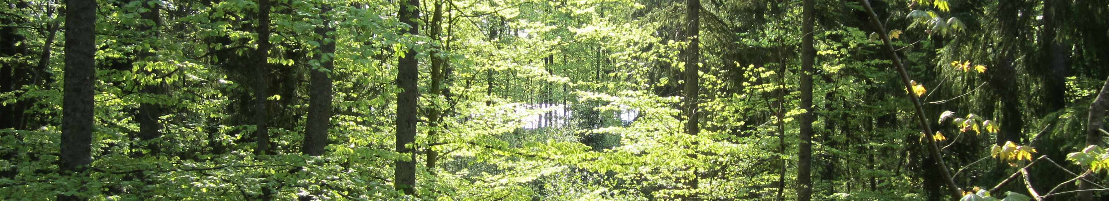 äppelblom
