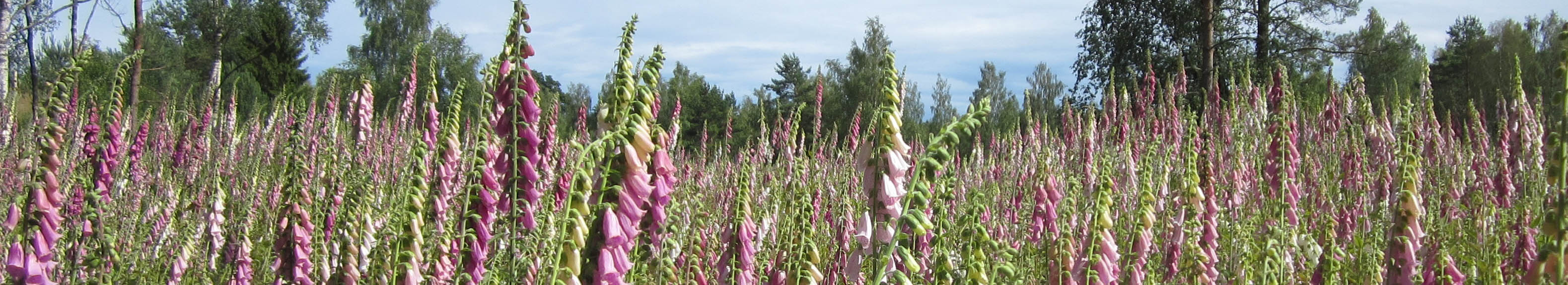 Fingerborgsblommor