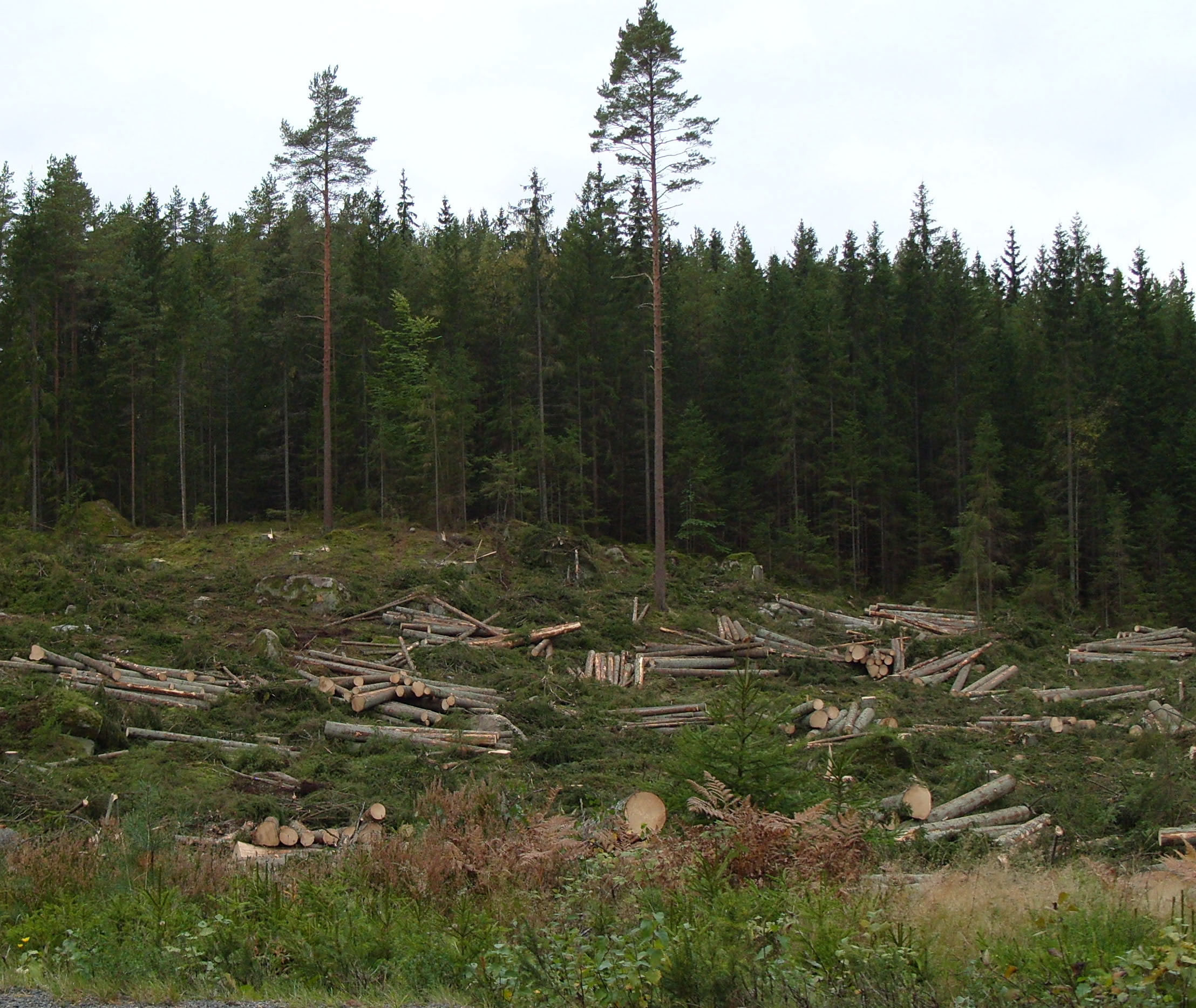 skog